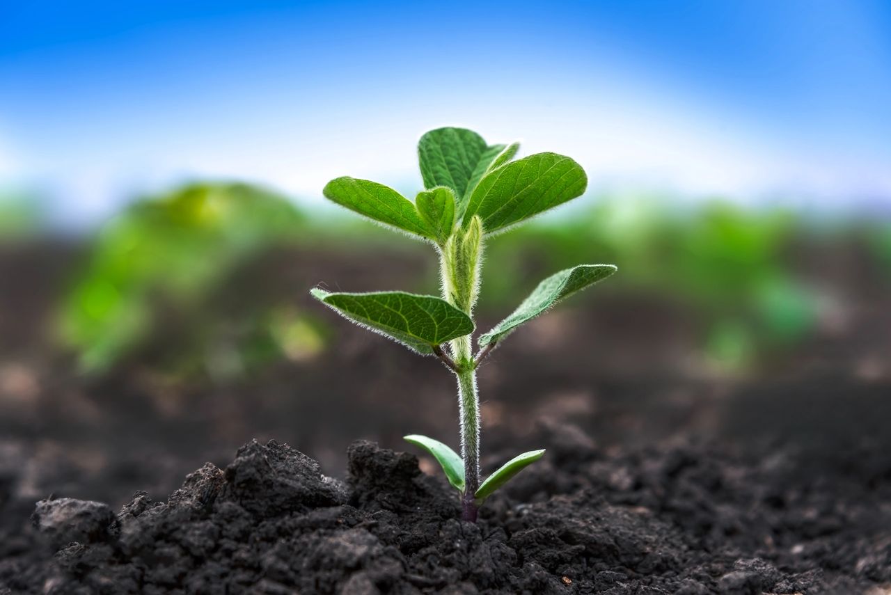 Seedling representing youth education and growth